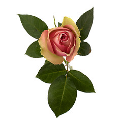 Image showing Beautiful rose   isolated on white background 