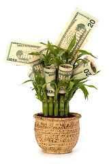 Image showing Money growing concept