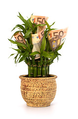 Image showing Money growing concept