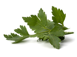 Image showing parsley branch isolated on white background