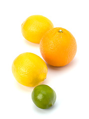 Image showing Citrus fruits