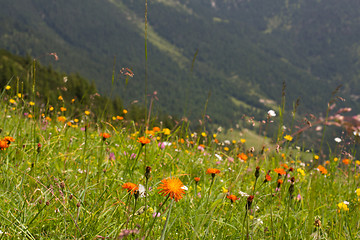 Image showing alps flowers