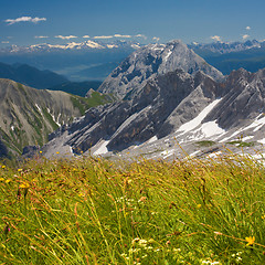 Image showing Alps flowers field on mountains background. Bavarian Alps.