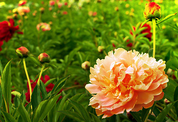 Image showing Beautiful peonies