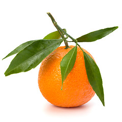 Image showing tangerine i