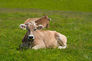 Image showing Cows grazing in Alps 