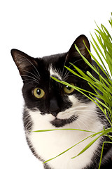 Image showing cat in grass isolated on white background