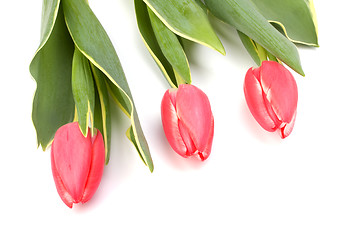 Image showing tulips  isolated on white background