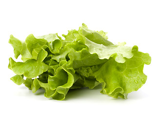 Image showing Lettuce salad isolated on white background