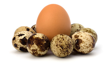 Image showing quail and hen's eggs 