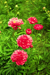 Image showing Beautiful peonies