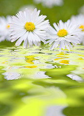 Image showing Beautiful daisies 