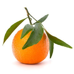 Image showing tangerine i