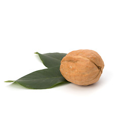 Image showing  walnut 