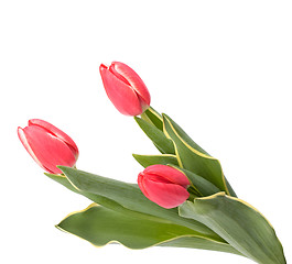 Image showing tulips  isolated on white background