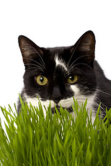 Image showing cat in grass isolated on white background