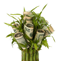 Image showing Money growing concept