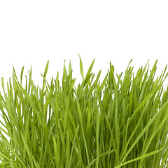 Image showing grass isolated on white background