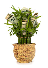 Image showing Money growing concept