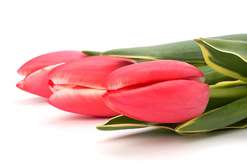 Image showing tulips  isolated on white background