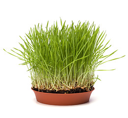 Image showing grass isolated on white background