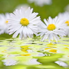 Image showing Beautiful daisies 