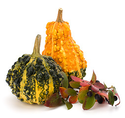 Image showing Decorative pumpkin 