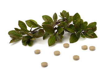 Image showing herbal medicine isolated on white background 