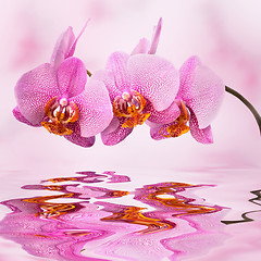 Image showing beautiful orchid on pink blured background