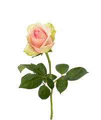 Image showing Beautiful rose   isolated on white background 