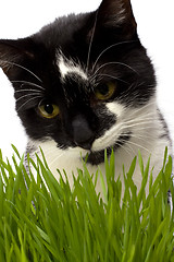 Image showing cat in grass isolated on white background