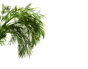 Image showing dill isolated on white 