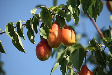 Image showing ripe pears