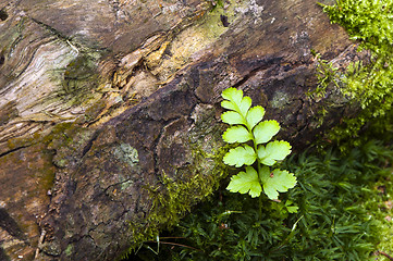 Image showing A fern