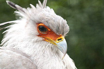 Image showing Secretarybird or secretary bird