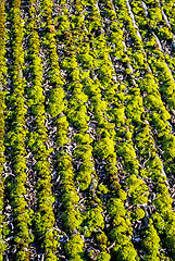 Image showing Moss on a roof