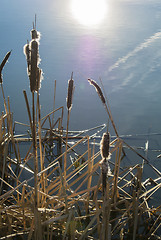 Image showing Reed mace in wintertime