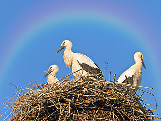 Image showing Storks in a nest with a rainbow
