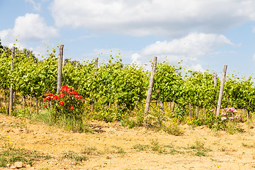 Image showing Tuscany Wineyard