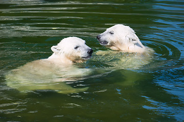 Image showing Polar bear