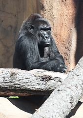 Image showing Gorilla