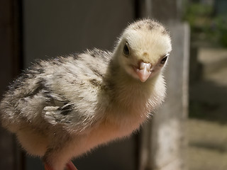 Image showing Small young animal bird – a poult in the farm yard 