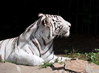 Image showing White Tiger