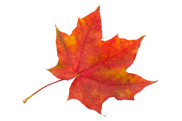 Image showing Maple leaf