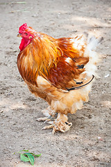 Image showing Rooster