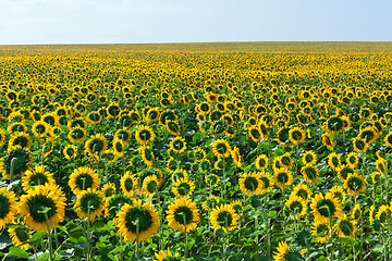 Image showing Sunflowers