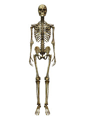 Image showing Male Skeleton