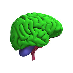 Image showing Human Brain