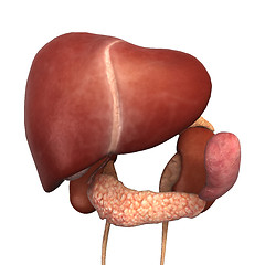 Image showing Healthy Human Liver