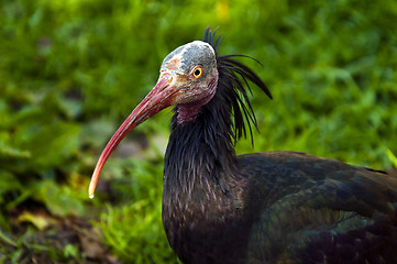 Image showing Northern bald ibis